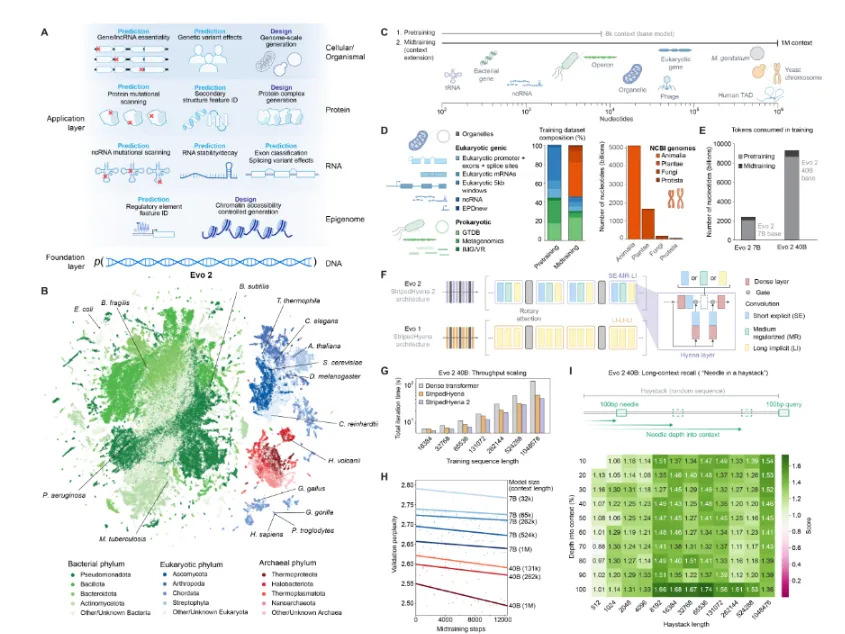 Overview of Evo 2’s model architecture, training process, datasets, and evaluation Overview of Evo 2’s model architecture, training process, datasets, and evaluation